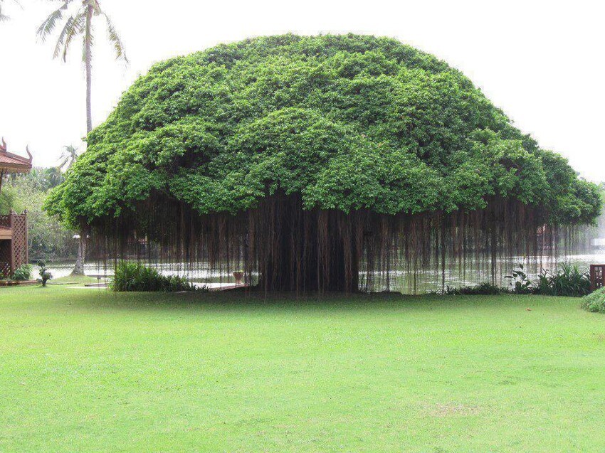 Дерево Баньян