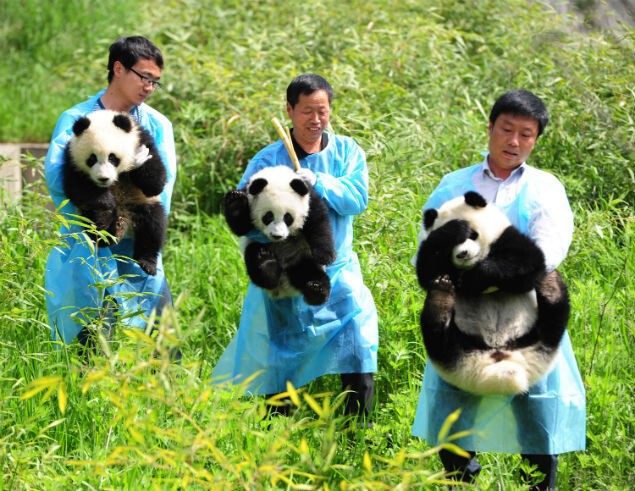 В резерватах китайской провинции Сычуань обитает более трети мировой популяции гигантской панды