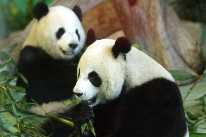 В Китае панды установили рекорд: занимались сексом 7 минут и 45 секунд