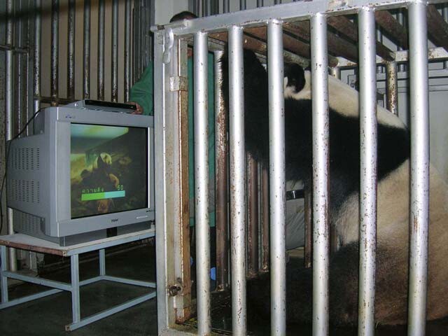 Показ панда-порно в таиландском питомнике в 2007 году 