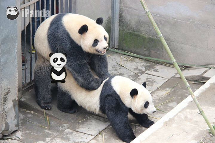 Этим пандам удалось заниматься сексом целых 7 минут 45 секунд без перерыва. 