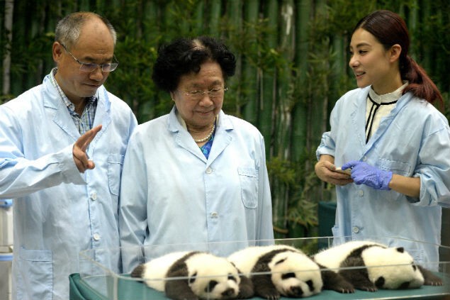 Большие панды в зоопарках не размножались до 2000-го года