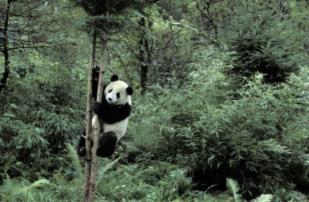 Панда является неофициальной эмблемой Китая