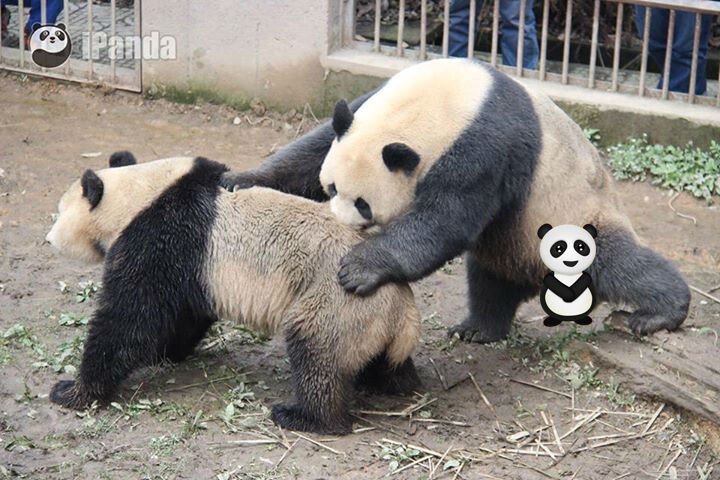 В Китае панды установили рекорд: занимались сексом 7 минут и 45 секунд