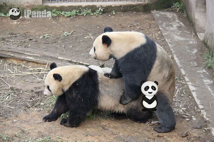 Те самые панды-рекордсмены - Лу Лу и Чжэнь Чжэнь. 