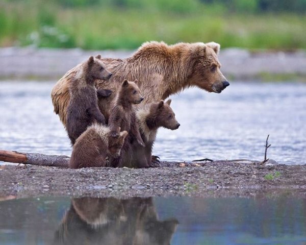 30 веселых фотографий с животными