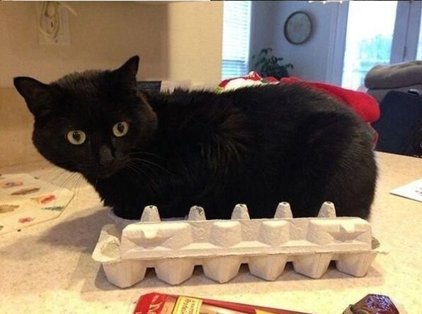 Доказательство того, что коты не совсем трезво оценивают свои размеры