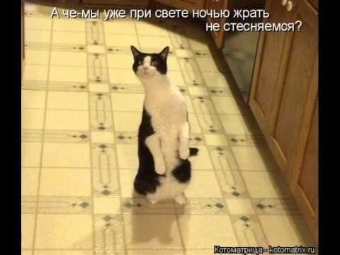 Прикольные коты + Музон 