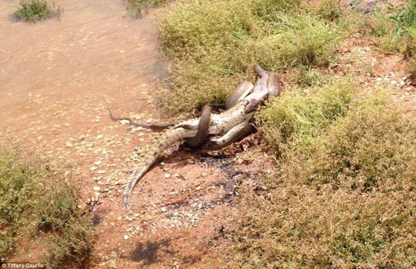 Смертельная схватка питона с крокодилом