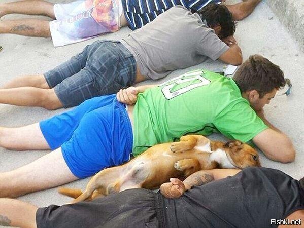 Пёс члена бразильской наркогруппировки сдался полиции при задержании хозяина
