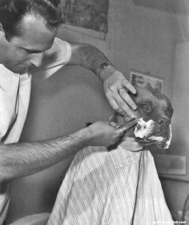 Телезвезда бульдог Фриц пользуется услугами парикмахера (1961)