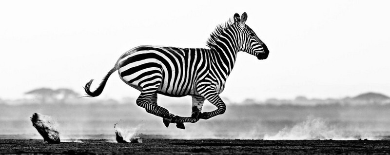 Сюрреалистические фотографии диких животных