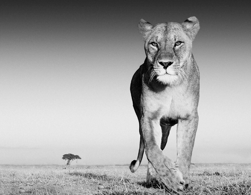 Сюрреалистические фотографии диких животных