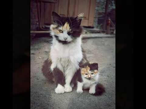 Кошкам-мамам посвящается  