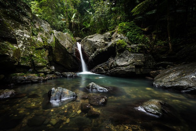 4. Великолепных, роскошных тропических лесов в Пуэрто-Рико, конечно, не найти.