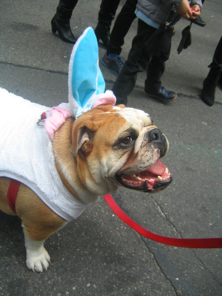 Фестиваль пасхальных шляпок в Нью-Йорке: люди и собаки