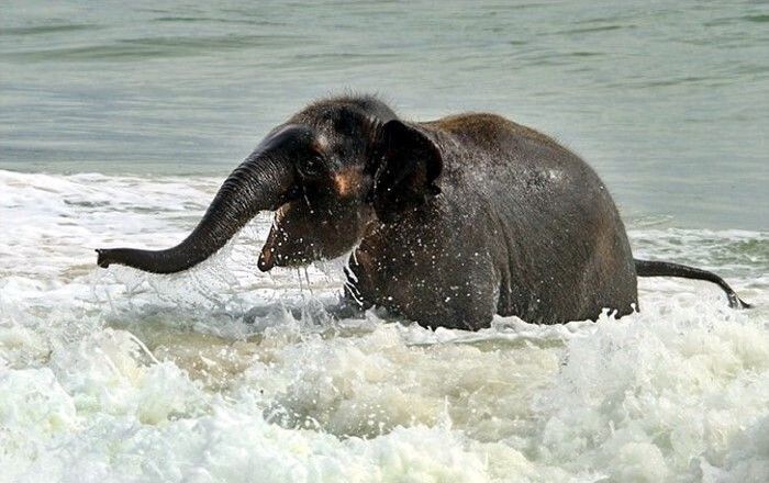 Слоненок впервые увидел море