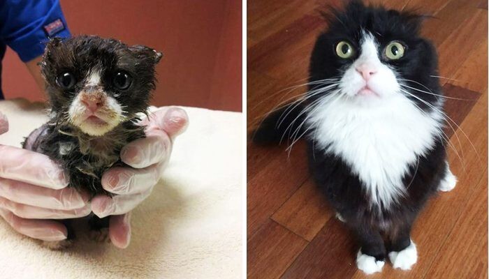 Выжившие кошки, которых спасли и полюбили: до и после