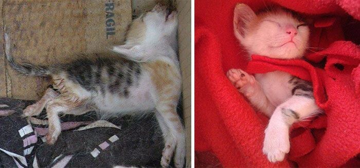 Выжившие кошки, которых спасли и полюбили: до и после