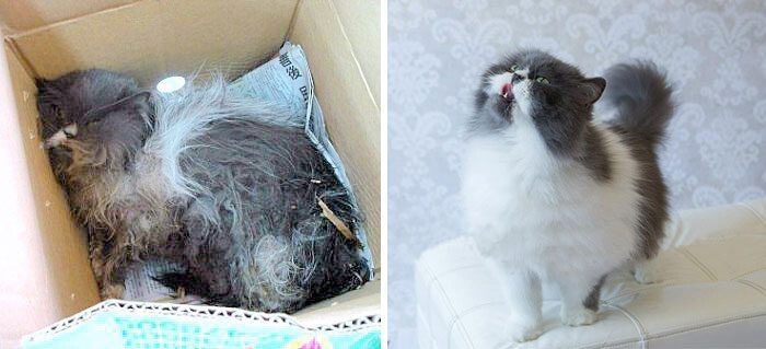 Выжившие кошки, которых спасли и полюбили: до и после
