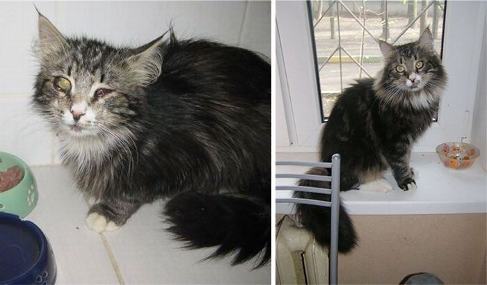 Выжившие кошки, которых спасли и полюбили: до и после