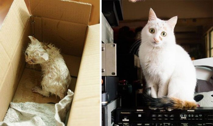 Выжившие кошки, которых спасли и полюбили: до и после