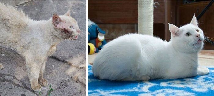 Выжившие кошки, которых спасли и полюбили: до и после