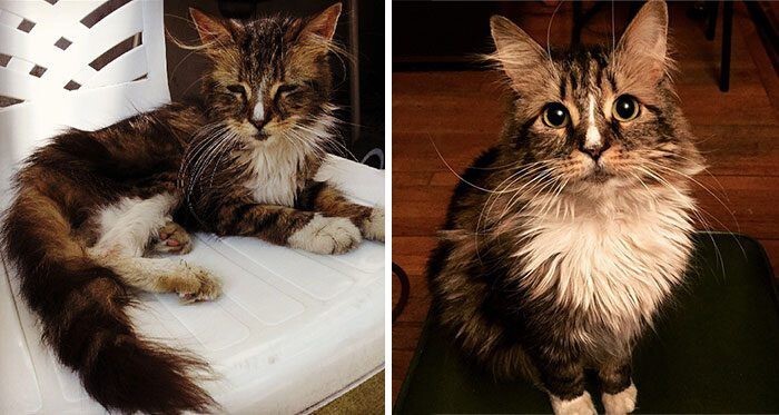Выжившие кошки, которых спасли и полюбили: до и после