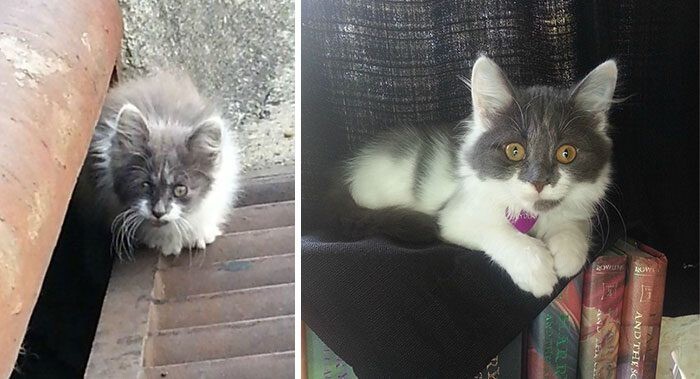 Выжившие кошки, которых спасли и полюбили: до и после