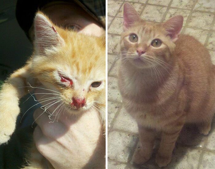 Выжившие кошки, которых спасли и полюбили: до и после