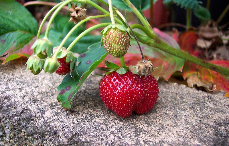 Садовые ягоды