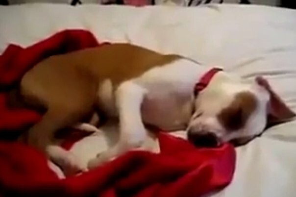 Собака плачет во сне!