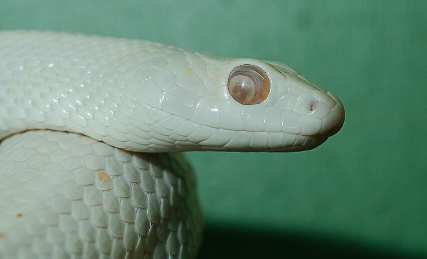 8. Змея Elaphe obsoleta lindheimeri