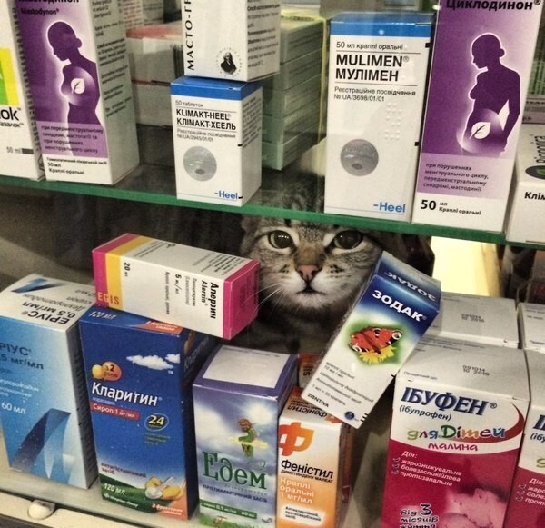 Лучшее лекарство - это котики