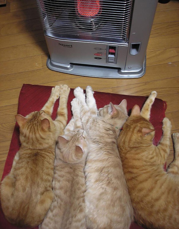 Народная примета: чем ближе кошка к радиатору - тем морозней погода.