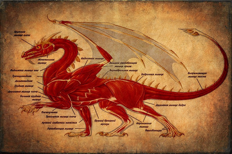 1. Строение дракона