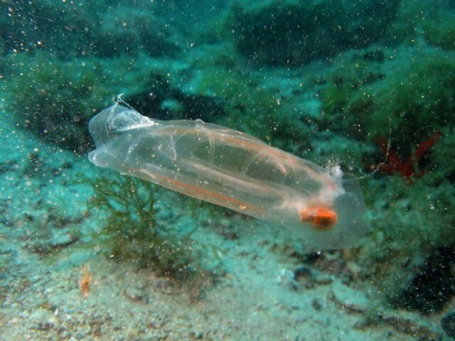 Удивительная прозрачная "рыба" Salpa Maggiore