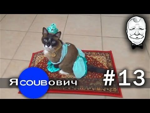 яCOUBович - лучшие coub #13 