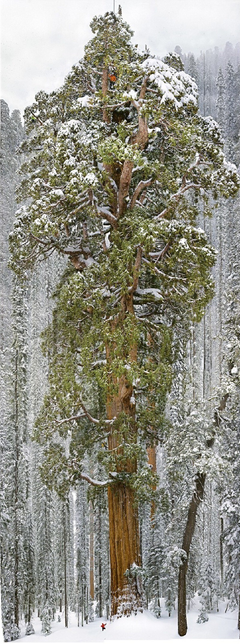 Они посягнули на святое и собственноручно измерили дерево, которое считается одним из самых больших деревьев в мире.
