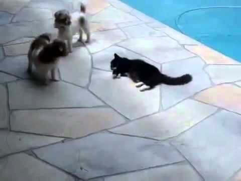  Кот столкнул собаку в бассейн 
