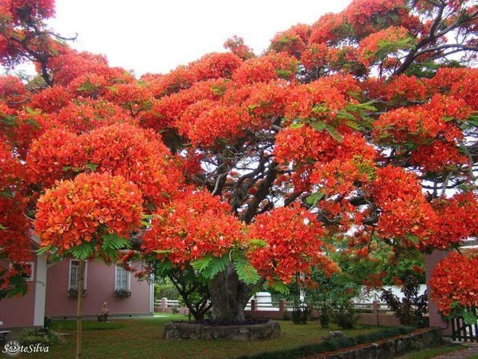 Цветущее дерево в Бразилии. Цветущие деревья – уроженцы Мадагаскара, однако они хорошо прижились во многих тропических регионах по всему миру