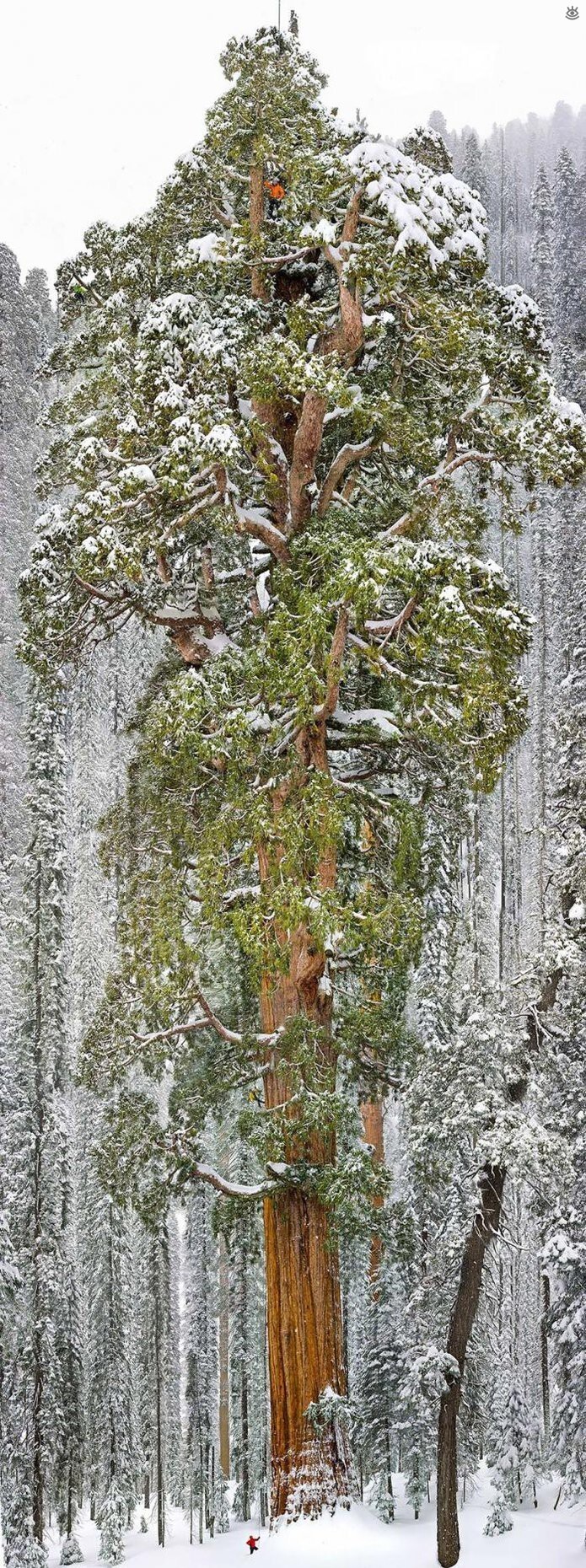 А про это дерево недавно кто-то писал что оно не влезает в кадр. ПЖЛСТ. Третья по величине в мире секвойя по имени «Президент», Калифорния, США. Рост «Президента», расположенного в Национальном парке секвой в Калифорнии – семьдесят три метра, а длина