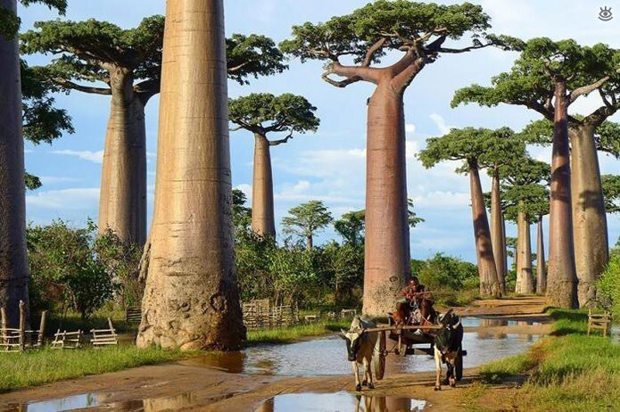 Баобабы на Мадагаскаре. Эти гигантские баобабы Мадагаскара обладают необыкновенной способностью накапливать влагу в своих толстых стволах и за ее счет успешно противостоять длительным засухам