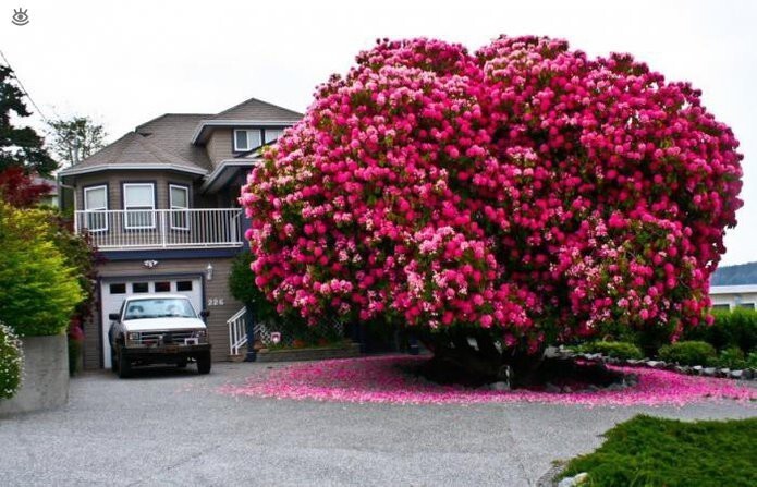 125-летний рододендрон, заслуживший собственное имя “Tree” в Канаде. Этот огромный стодвадцатипятилетний рододендрон с точки зрения ботаники вообще не дерево – большинство считают его кустарником