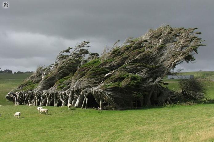 "Накренившиеся под ветром" деревья в Новой Зеландии. Эти деревья на Слоуп Пойнт, южной оконечности Новой Зеландии, растут под таким неестественным углом из-за того, что постоянно в течение всей жизни испытывают давление чудовищного арктического ветра