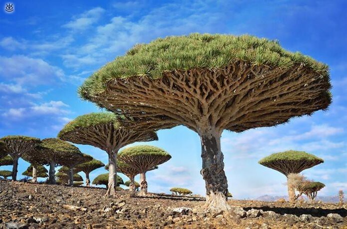 Дерево драконовой крови (Dragonblood Tree) в Йемене. Дерево драконовой крови получило свое пугающее название благодаря своему малиново-красному соку, который используется как краситель, раньше нередко применялся для изготовления скрипичного лака. Кро