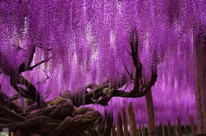 Раскинувшаяся на площади почти в две тысячи квадратных метров, эта гигантская вистерия – самое большое растение этого вида в Японии