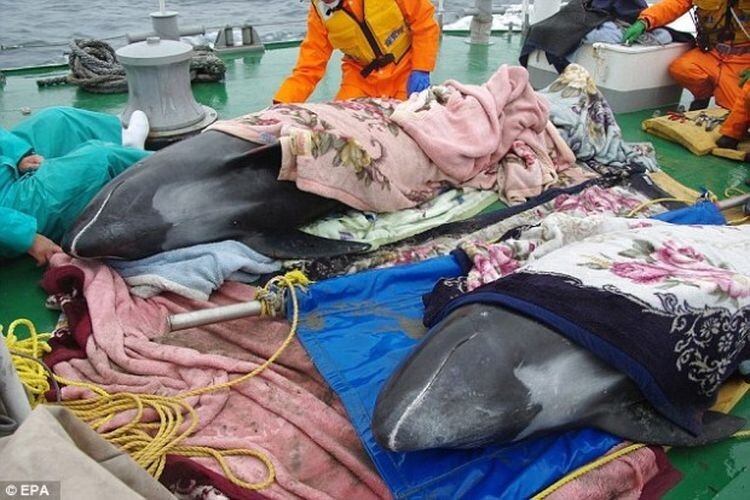 В Японии более 130 дельфинов выбросились на берег