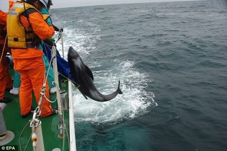 В Японии более 130 дельфинов выбросились на берег