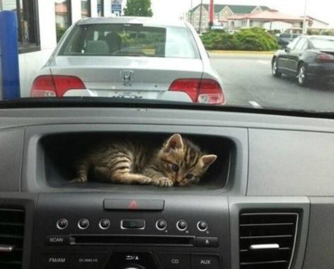 Котик должен быть всегда под рукой.